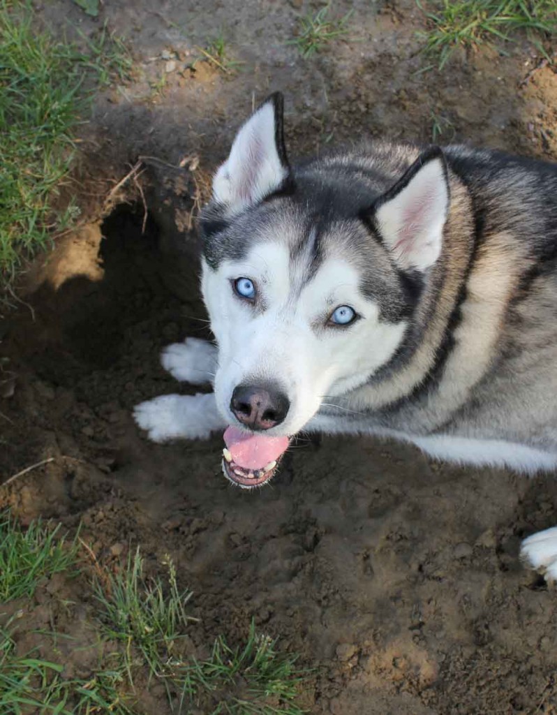 Breed Breakdown: Siberian Husky – Pet Naturals Blog