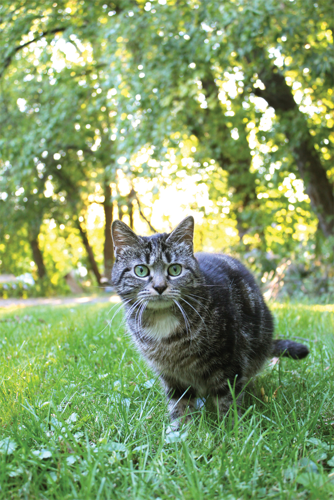 How to Transition an Outdoor Cat to an Indoor Cat Pet Naturals Blog