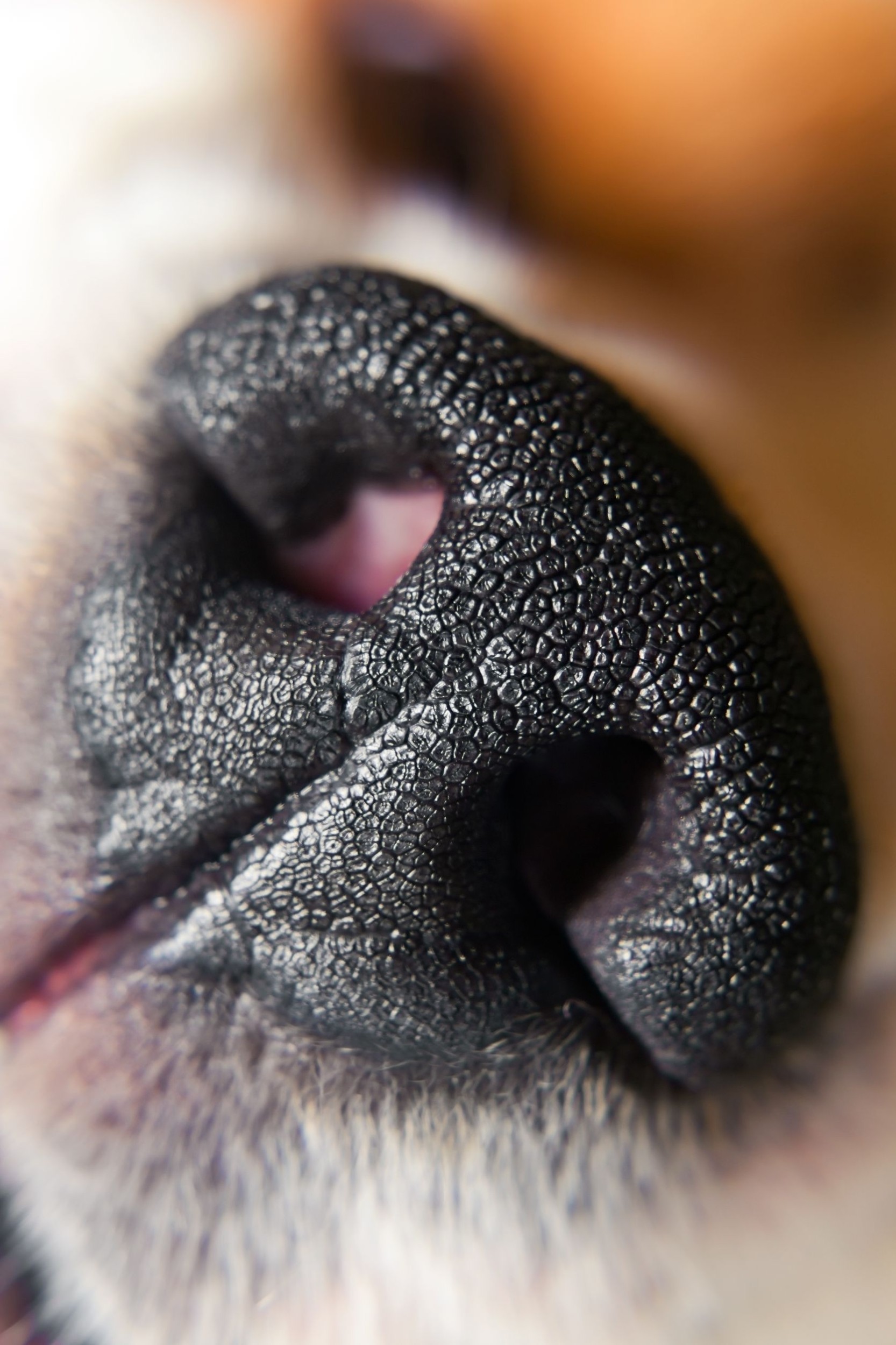 Why Are Dogs Noses Shaped Like That? Pet Naturals Blog