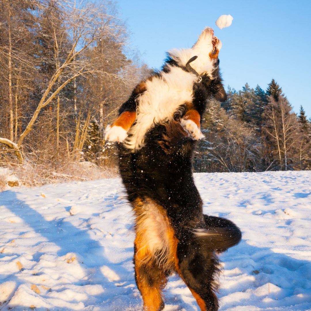 5 Fun Dog Activities to Keep Them Active This Winter