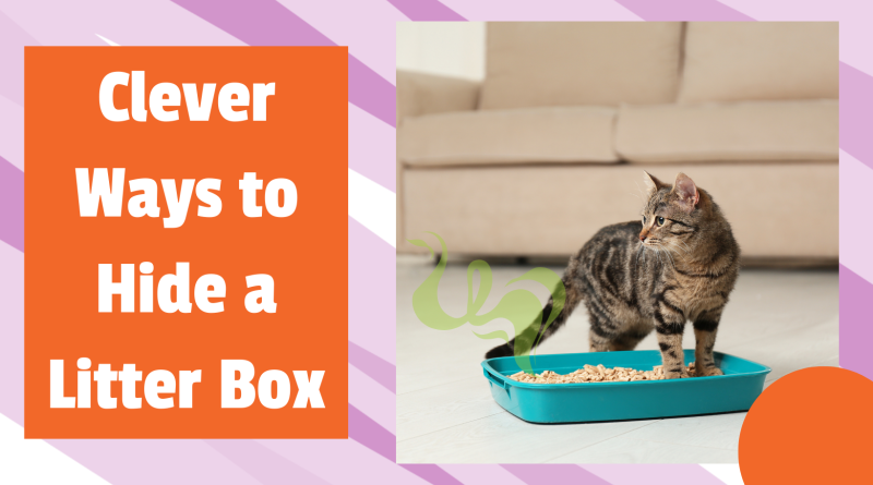 a cat and litter box with a couch in the background